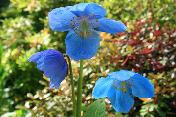 Flowers in focus