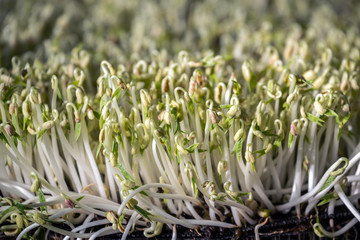 Seedlings of green beans.