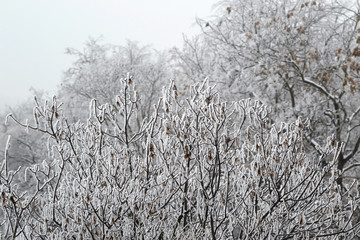 Tops of trees covered with hoarfrost. City park in winter