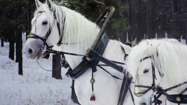 Troika. A Russian carriage drawn by a team of three horses side by side. Slow motion. HD