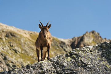 Young female alpine Capra ibex looking at the camera and standing on the high rocks stone in Dombay mountains against the sky. North Caucasus. Russia