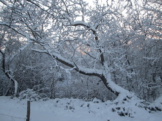 tree in winter