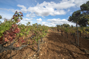 Fototapeta na wymiar Autumn Vineyards and cellars in Fontanars dels Alforins and Moixent Valencia province Spain