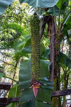 Banana tree ( Musa chiliocarpa Back).