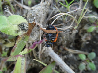 Close up view of Ladybug sitting on the leaf