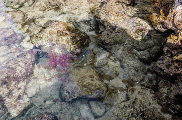 Obraz premium Photograph of many jellyfish in the crystal clear water of one of Menorca's beaches.