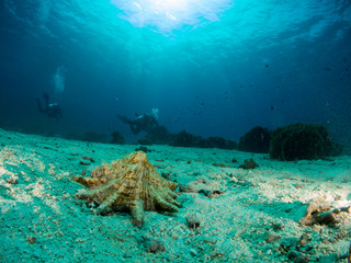 seabed with underwater life