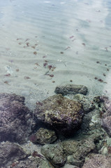 Photograph of many jellyfish in the crystal clear water of one of Menorca's beaches.