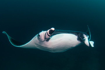 Manta Ray underwater. Scuba dive with Oceanic Mantas 