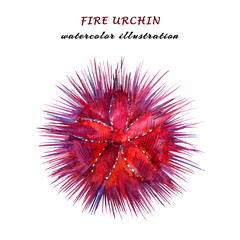 Watercolor illustration of fire sea urchin isolated on white background.