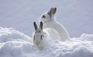 white rabbits in the snow,bunny in winter,white hare © serikbaib
