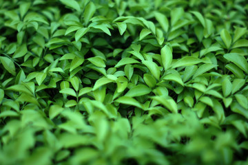 Blurry Tropical green leaf background.