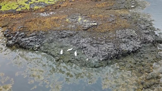 Aerial view of seal colony in Scotland - UK