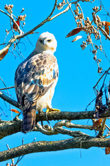 Young changeable hawk-eagle or crested hawk-eagle (Nisaetus cirrhatus) in Jim Corbett National Park, India