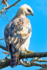 Young changeable hawk-eagle or crested hawk-eagle (Nisaetus cirrhatus) in Jim Corbett National Park, India