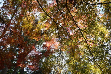 Autumn leaves in Japan