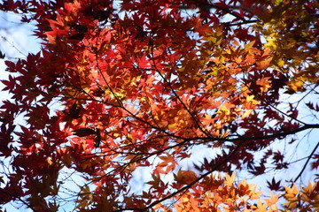 Autumn leaves in Japan