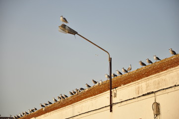 Gaviotas en Isla Cristina, Huelva