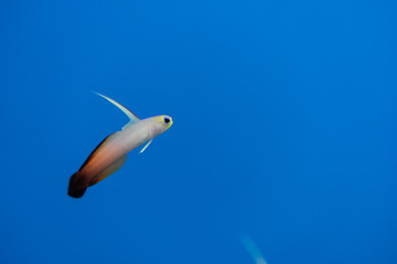 Fototapeta na wymiar ハタタテハゼ Helfrichs' dartfish