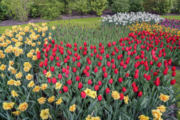 path of daffodils and tulips in spring 