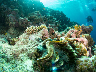 seabed with underwater life