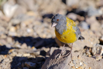 Grey-hooded Sierra Finch, Phrygilus Gayi, species of bird in the family Thraupidae, Elqui valley, Vicuna, Chile