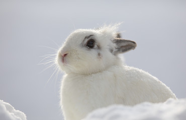 white rabbits in the snow,bunny in winter,white hare © serikbaib