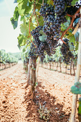 Ripe Vinegrapes on a farm