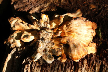 Pilz an einem Baumstamm