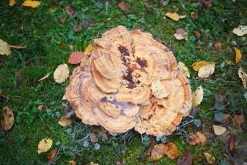 Pilz auf einer Wiese
