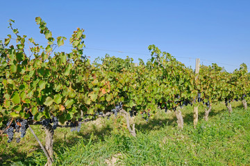 Fototapeta na wymiar Beautiful old organic malbec vineyards in San Juan, Argentina, South America, also seen in Mendoza Province