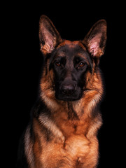 Deutscher Schäferhund