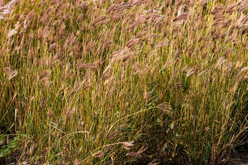 grass in the field 002