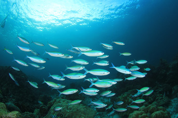Fish underwater. School of sardines in ocean 