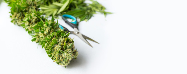 Close up Macro of freshly harvested Medical Marijuana