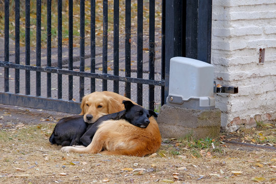 Dog Love, beautiful authentic image of a black and a golden dog cuddling each other, Pirque, Santiago De Chile, Chile