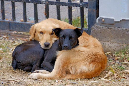 Dog Love, beautiful authentic image of a black and a golden dog cuddling each other, Pirque, Santiago De Chile, Chile