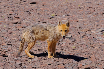 Andean fox, lycalopex culpaeus, also known as culpeo, zorro culpeo or andean wolf, near Paso Pircas Negras, Argentina