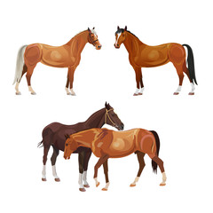 Obraz premium Horse vector set