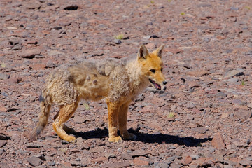 Naklejka na ściany i meble Andean fox, lycalopex culpaeus, also known as culpeo, zorro culpeo or andean wolf, near Paso Pircas Negras, Argentina