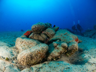 seabed with underwater life