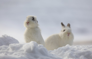 white rabbits in the snow,bunny in winter,white hare