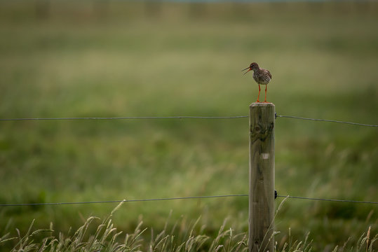 Uferschnepfe auf einem Zaun im Naturpark Butjadingen