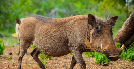 Close up of a wild African Warthog