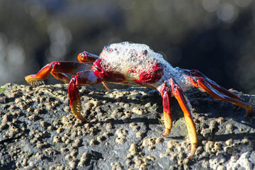 TIERE_6171_rote_Klippenkrabbe