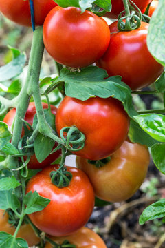 Image with tomatoes.
