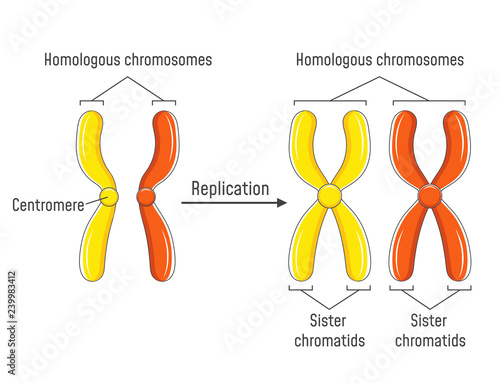 Differenza Tra Cromosomi Omologhi E Cromatidi Fratelli