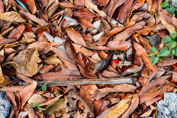 background leaves