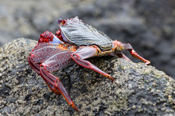 TIERE_6220_rote_Klippenkrabbe