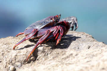 TIERE_6247_rote_Klippenkrabbe
